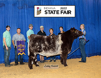Chmapion Shorthorn Steer Indiana State Fair